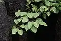 Ficus arnottiana seen growing in rock fissures
