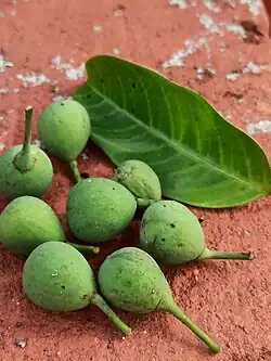 Mature fruit