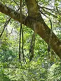 Aerial roots on Ficus krishnae