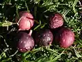 Fallen figs - Royal Botanic Gardens, Sydney
