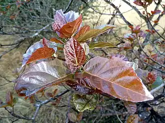 Fresh foliage tended by Crematogaster ants