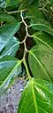 Branch leaf pattern