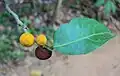 Fruits, asymmetric leaf with vein offset to one side.