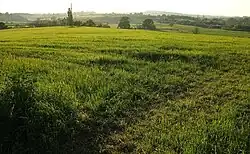 Field by Marlborough Farm