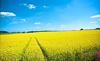 Field pictured in Kärkölä, Päijät-Häme, Finland