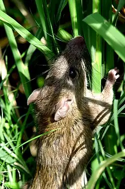 Brown rat