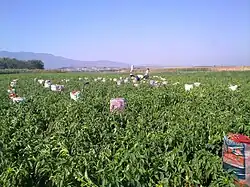 Bell pepper field in Krushë e Madhe