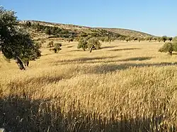 The golden fields of Yanoun in May
