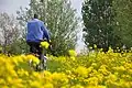 Cycling through rapeseed fields, Polsbroekerdam