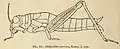 Shelfordites aberrans