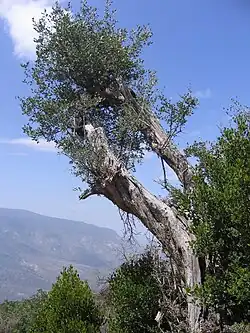 Sacred olive tree at Daalo sacred olive forest