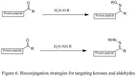 Figure 6. Bioconjugation strategies for targeting ketones and aldehydes.jpg