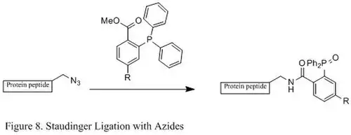 Figure 8. Staudinger Ligation with Azides.jpg