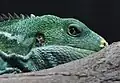 Fijian crested iguana