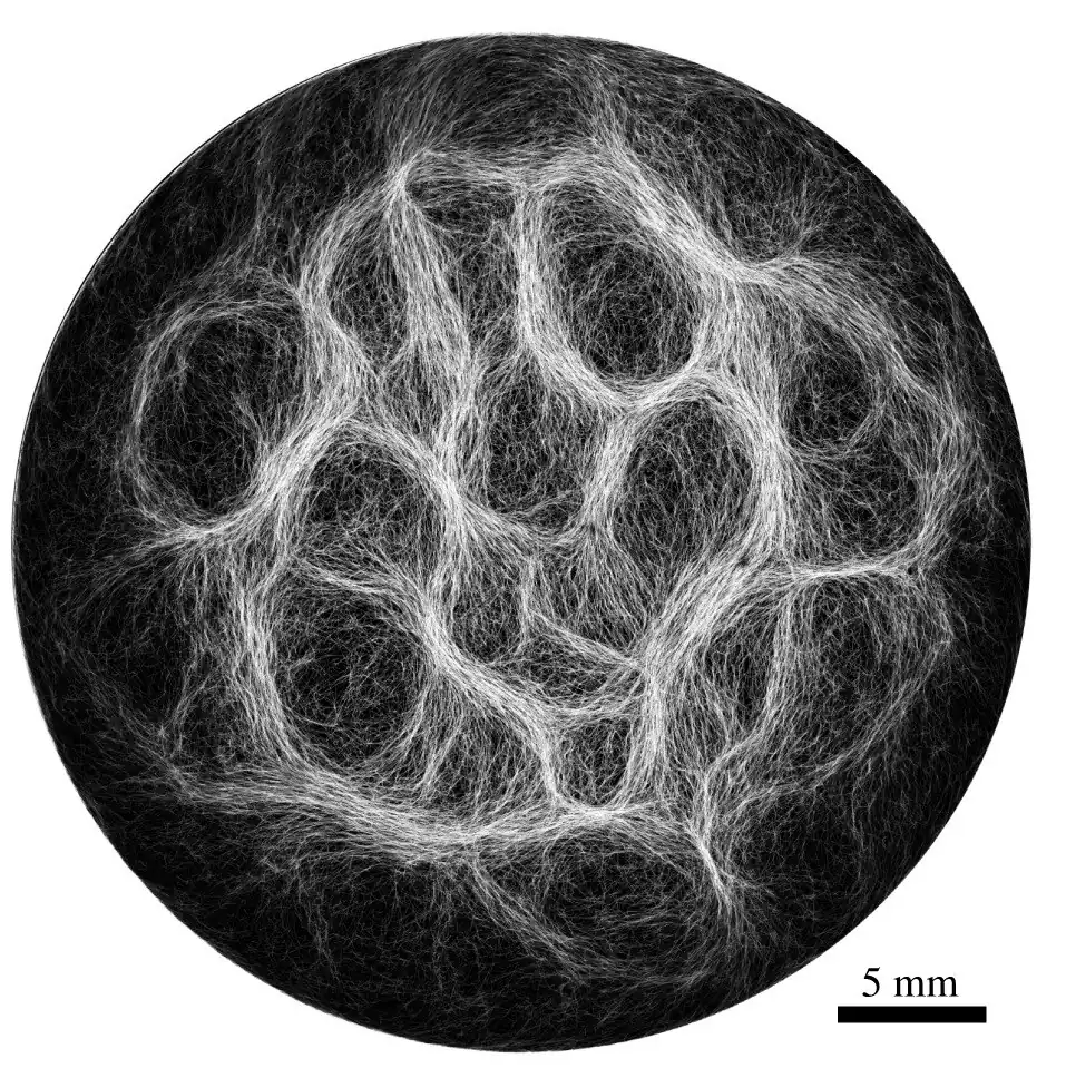 Example of filamentous cyanobacteria structure (Oscillatoria lutea) showing a reticulate pattern [68]