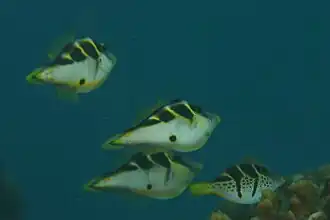 Three black saddle filefish with a black-saddled toby