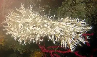 Filograna implexa
