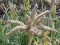 Finger millet in the field