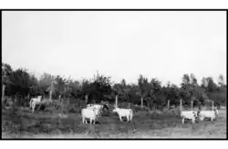 Fintry Ayrshire herd in 1924