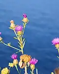 Fiordaliso Nobile