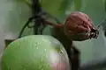 Fire blight appletree fruit