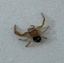 F. abnormis