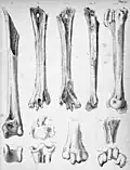 Rodrigues solitaire bones