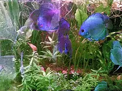 Discus (Symphysodon spp.) fish