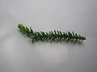 A branchlet with adult leaves.