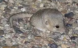 Brown jerboa