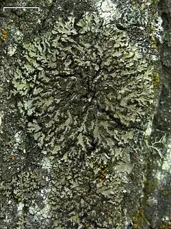 Phaeophyscia sciastra (originally Parmelia sciastra)[27]