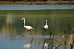 Greater flamingos in the park