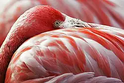 Image 9The red pigment in a flamingo's plumage comes from its diet of shrimps, which get it from microscopic algae. (from Animal coloration)