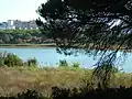 Flamingos at Laguna de El Portil