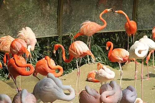 Flock of flamingos in Seoul Grand Park