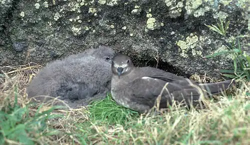 Chick and parent, Meyer Island, 1970s