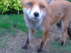 "Fleet", the urban red fox from the BBC TV series Winterwatch
