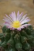 Pink flower form