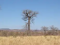 A tree in grassland with tapering trunk and contorted bare branches