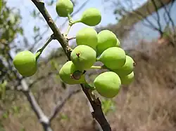 fruit