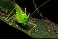 Orange-horn Katydid (Copiphora spp.)