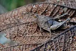 Grasshopper Colpolopha, Ecuador