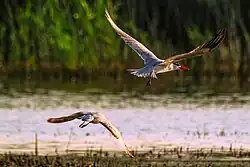 Caspian tern (above) and black-headed gull (below), Livorno