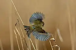 Common chiffchaff, Livorno
