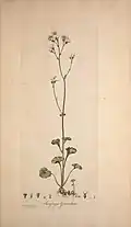 Saxifraga granulata in Flora Londinensis Many species of this Genus were cultivated in the garden at Cranmore.