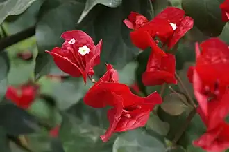 Great bougainvillea