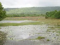 A lake mostly covered with floating aquatic plants. The further bank is lined with trees and a hill is in the background.
