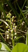 Complex raceme, some nodes with 2 flowers: M. canadense