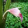 The flower of a fingerroot (side view)