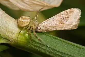 D. evanida